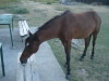 Thumbnail pictures/2012_08_Hija_Rai_Vryh_Botev_snimki_ot_Vasko/2012_08_08__06_03_08__dsc04772.jpg 