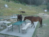 Thumbnail pictures/2012_08_Hija_Rai_Vryh_Botev_snimki_ot_Vasko/2012_08_08__06_03_18__dsc04773.jpg 