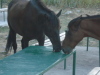 Thumbnail pictures/2012_08_Hija_Rai_Vryh_Botev_snimki_ot_Vasko/2012_08_08__06_03_26__dsc04774.jpg 