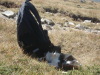 Thumbnail pictures/2012_08_Hija_Rai_Vryh_Botev_snimki_ot_Vasko/2012_08_08__12_14_00__dsc04800.jpg 