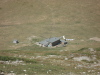 Thumbnail pictures/2012_08_Hija_Rai_Vryh_Botev_snimki_ot_Vasko/2012_08_08__12_32_28__dsc04804.jpg 